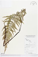 粉葉蕨藏品圖，第1張