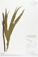 雙扇蕨藏品圖，第1張