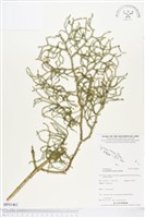 過山龍藏品圖，第1張