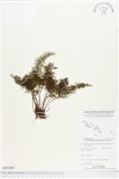 登錄號:BP01465藏品圖，第1張