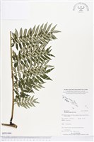 登錄號:BP01466藏品圖，第1張