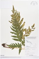 登錄號:BP01467藏品圖，第1張