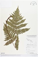 登錄號:BP01469藏品圖，第1張