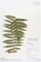 登錄號:BP01471藏品圖，第1張