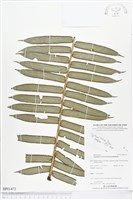 蘭嶼觀音座蓮藏品圖，第1張