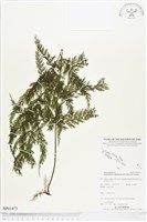 登錄號:BP01473藏品圖，第1張