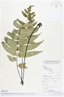 登錄號:BP01474藏品圖，第1張