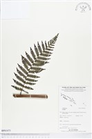登錄號:BP01475藏品圖，第1張