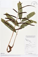 登錄號:BP01478藏品圖，第1張