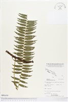 登錄號:BP01479藏品圖，第1張