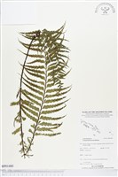 登錄號:BP01480藏品圖，第1張