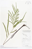 登錄號:BP01481藏品圖，第1張