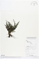 登錄號:BP01482藏品圖，第1張