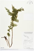 毛桿蕨藏品圖，第1張