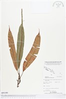 登錄號:BP01486藏品圖，第1張