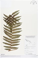 登錄號:BP01487藏品圖，第1張