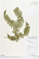 登錄號:BP01488藏品圖，第1張