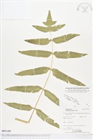 登錄號:BP01489藏品圖，第1張