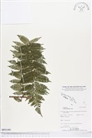 登錄號:BP01490藏品圖，第1張