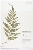 登錄號:BP01491藏品圖，第1張