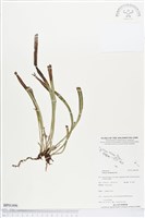 劍葉書帶蕨藏品圖，第1張