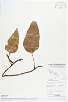 登錄號:BP01497藏品圖，第1張