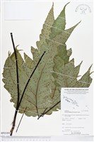 登錄號:BP01498藏品圖，第1張
