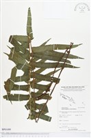 登錄號:BP01499藏品圖，第1張