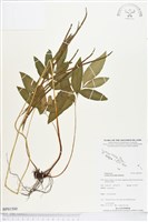 登錄號:BP01500藏品圖，第1張