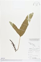 登錄號:BP01501藏品圖，第1張