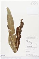 登錄號:BP01502藏品圖，第1張