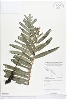 登錄號:BP01503藏品圖，第1張