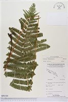 登錄號:BP01504藏品圖，第1張