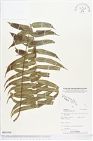 登錄號:BP01506藏品圖，第1張