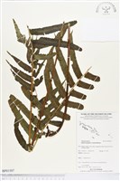 登錄號:BP01507藏品圖，第1張