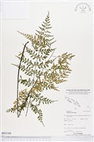 登錄號:BP01508藏品圖，第1張