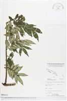 登錄號:BP01512藏品圖，第1張