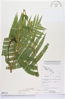 登錄號:BP01515藏品圖，第1張