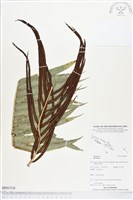 登錄號:BP01516藏品圖，第1張