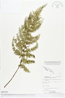 毛桿蕨藏品圖，第1張