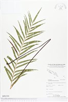 登錄號:BP01520藏品圖，第1張