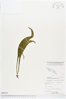 登錄號:BP01521藏品圖，第1張