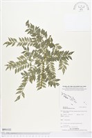 登錄號:BP01522藏品圖，第1張