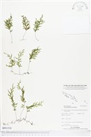 登錄號:BP01524藏品圖，第1張