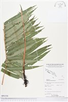 登錄號:BP01526藏品圖，第1張