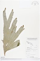 雙扇蕨藏品圖，第1張