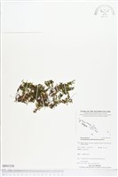 登錄號:BP01530藏品圖，第1張