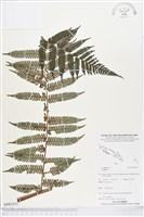 登錄號:BP01532藏品圖，第1張