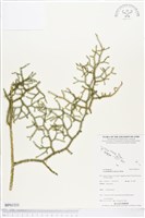 過山龍藏品圖，第1張