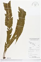 登錄號:BP01534藏品圖，第1張